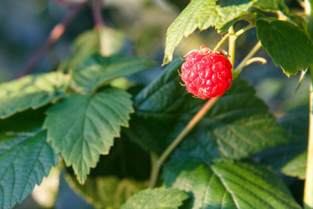 Close up of ripe raspberry on bush in the garden. Shallow depth of field. Selective focus on the...