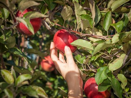 Woman hand picking a red ripe apple from a tree in the orchard.の写真素材