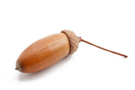 Acorn of oak tree isolated on white background. Natural food.の写真素材
