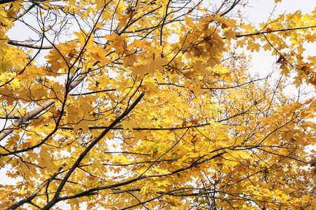 Maple trees with yellow leaves in autumn season with blurred background. Colors of autumn.の写真素材