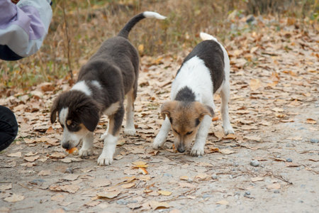 Giving homeless dogs a food. Someone feeding the dogs outdoor.