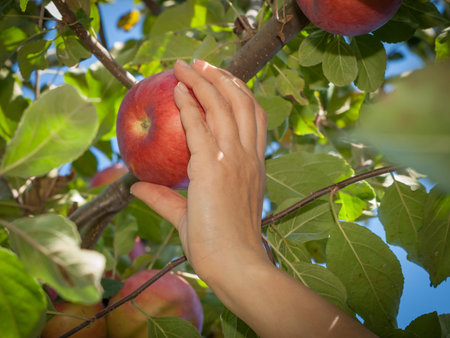 Close-up view of woman hand picking a red ripe apples from a tree in an orchard.