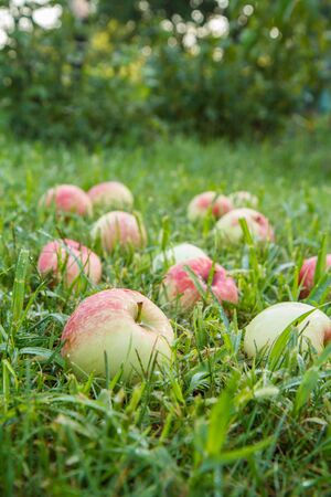 Ripe apples on green grass in the garden. Fallen ripe apples in the summer orchard. Shallow depth of fieldの写真素材