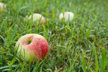 Close-up of red ripe apple on green grass in the garden. Fallen ripe apples in the summer orchard. Shallow depth of field.の写真素材