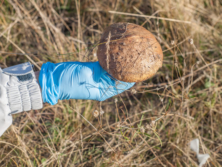 Hand in blue rubber glove holding just picked mushroom in an autumn forest.
