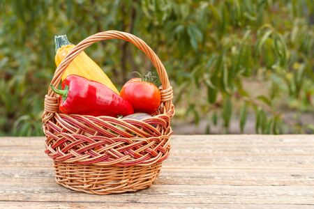 Just picked zucchini, tomato and bell pepper in a wicker basket on wooden boards with natural green background. Just harvested vegetables.の写真素材
