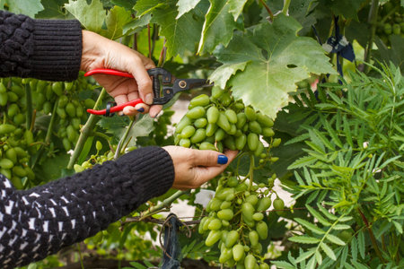 Grape bush unloading, removal of excess unripe bunches of grapes in vineyard on summer.