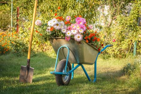 Evening after work in summer garden. Wheelbarrow with cut flowers and spade on green grass.の写真素材