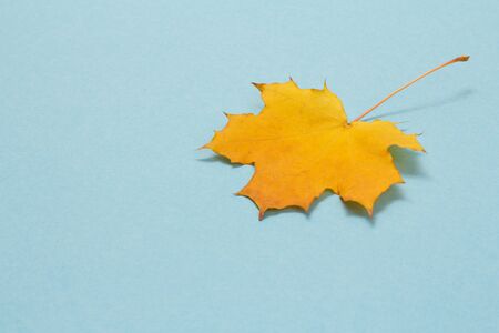 Yellow maple leaf on blue color background. Top view.の写真素材