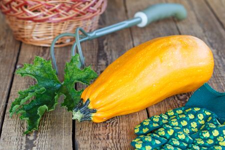 Just picked zucchini with green leaves, gloves, wicker basket and rake on old wooden boards. Just harvested vegetables.の写真素材