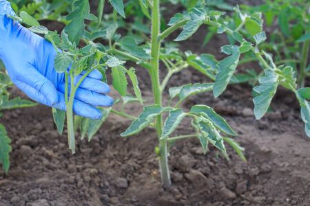 Female gardener in latex gloves taking care of young tomato bushes in greenhouse. Removal of excess branchesの写真素材