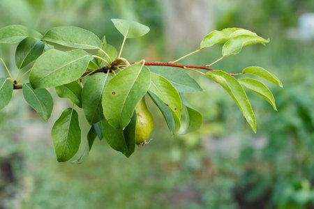 Close-up view of green unripe pear and leaves on the tree in the garden in summer day with blurred...