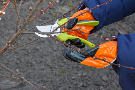 Female farmer look after the garden. Spring pruning of fruit tree. Woman with pruner shears the tips...