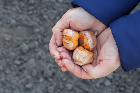 Gardener is holding tulip flower bulbs in her hands and is going to plant them. Top view with soil...