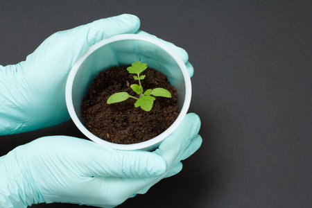 Close up hands of female gardener in latex gloves holding a plastic can with young tomato saddling...