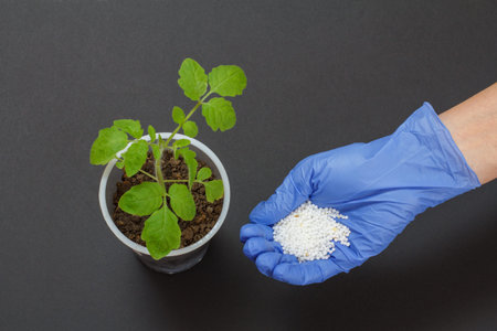 Farmer is holding chemical fertilizer for a young tomato plant growing in a plastic can. Top view....