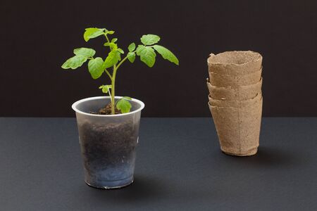 Close up a plastic can with young tomato seedling in a soil and cardboard cans. Cultivation of vegetables.の写真素材