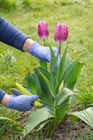 Female gardener looks after the garden. Woman with a pruner shearing a red tulip flower.の写真素材