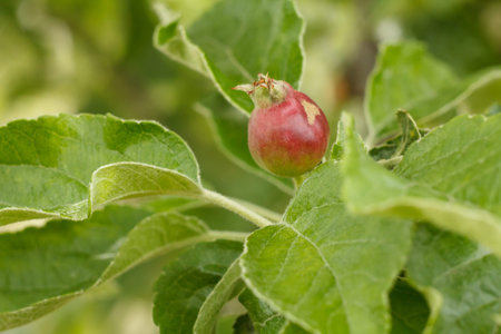Fruit of immature apple affected by fungal disease on the branch of tree with green leaves. Shallow depth of field. Fruits growing in the gardenの写真素材