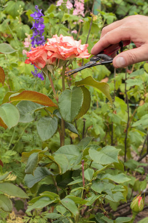 Male gardener looks after the garden. Man with pruner shearing red rose flower.
