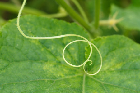 Cucumber mustache and blurred cucumber leaf growing on a bush. Shallow depth of field.