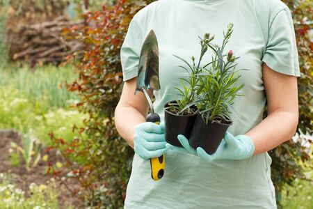 Woman in a t-shirt holding plastic cans with green seedling of young cloves and a small shovel in the garden.の写真素材