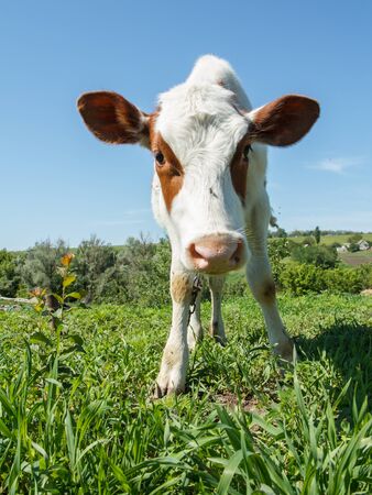 Close-up head of funny cow in bright sunlight. Fur cow snout.の写真素材