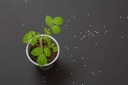 Young tomato plant growing in a plastic can with chemical fertilizer on the black background. Plant fertilizing at the beginning of their growth. Top view.の写真素材