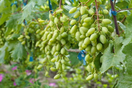 Unripe green bunches of grapes in vineyard in summer day. Shallow depth of field.