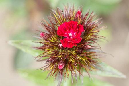 Red carnation growing on a garden bed. Top view. Shallow depth of field.