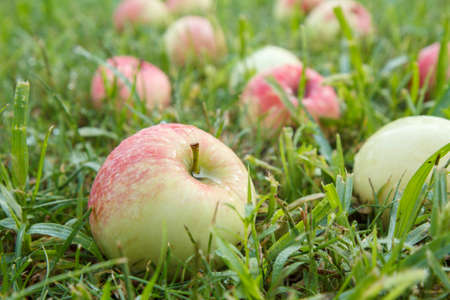 Close-up of red ripe apples on green grass in the garden. Fallen ripe apples in the summer orchard. Shallow depth of field. Focus on the apple.の写真素材