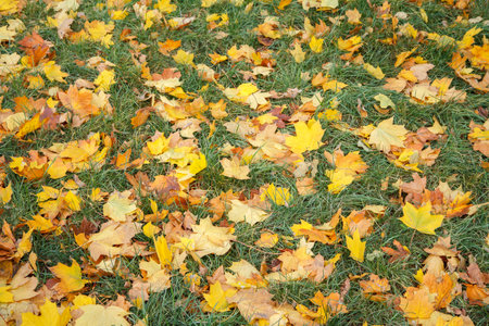 Fallen maple leaves on green grass in the autumn season. Autumn theme. Top view.
