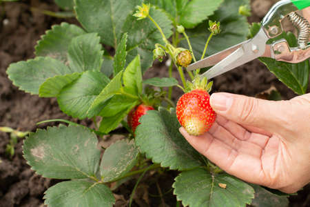 Gardener is holding a ripe strawberry in her hand. Ripe and unripe strawberries growing on the bush in the gardenの写真素材