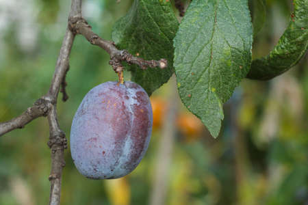 Ripe plum fruit on the tree in summer day.の写真素材