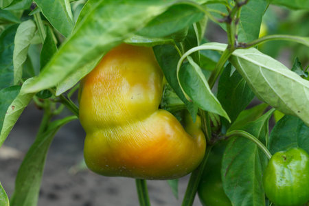 Bell pepper growing on a bush in the garden. Bulgarian or sweet pepper plant. Shallow depth of field