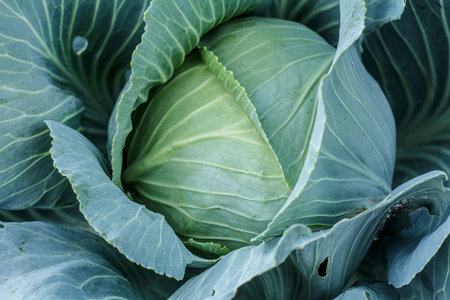 Big headed cabbage with leaves on the garden bed. Natural and safety food. Top view.