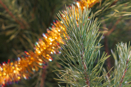 Spruce branches with toys and festive lights with sparkles. Christmas and New Year concept.の写真素材