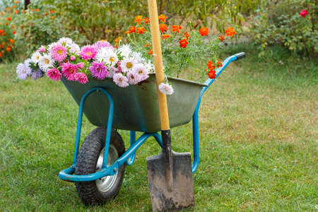 After work in the summer garden. Wheelbarrow with cutted out flowers and a spade on green grass.の写真素材