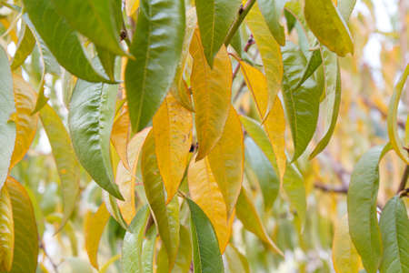 Close-up yellow and green nectarine leaves in an autumn season.の写真素材