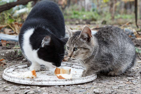 Gray and black tabby cats are eating outdoors with the nature background. Shallow depth of field portrait.の写真素材