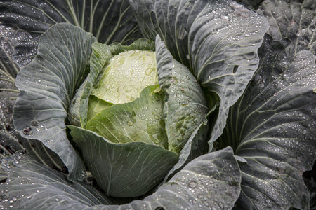 Big headed cabbage with water drops on leaves in the garden. Natural and safety food. Top view.