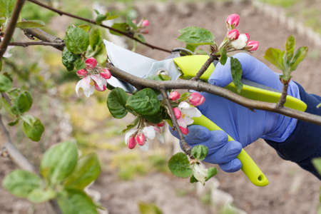 Farmer looking after the garden. Spring pruning of fruit trees. Woman with a pruner shears tips of an apple tree.の写真素材