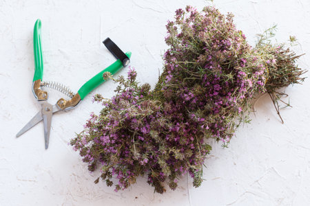 Thyme plant with flowers and a garden pruner on the white structured background. Top view.