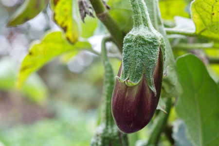 Close-up of the eggplant growing on a bush with green leaves on the background. Shallow depth of field.の写真素材