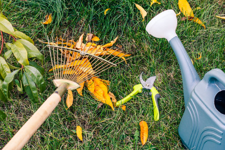 Gardener is cleaning a lawn with a rake in an autumn. Watering can, a pruner and green grass on the background.の写真素材