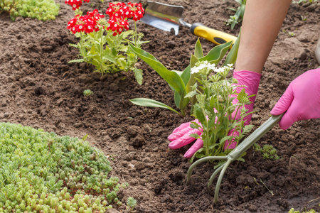 Gardener is planting white vervain flowers in a garden bed. Flower bed organization.の写真素材