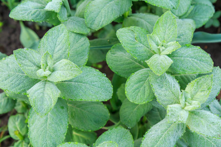 Close-up plants of green mint growing on the garden bed. Top view.