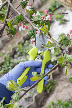Farmer looking after the garden. Spring pruning of fruit trees. Woman with a pruner shearing tips of...