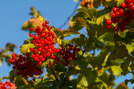 Viburnum tree with red berries and green leaves on the blue sky background. Autumn theme.