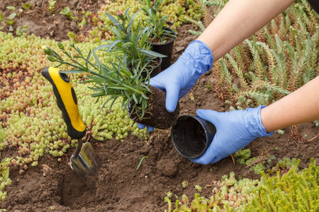 Gardener in nitrile gloves is planting clove flowers on a garden bed using a small shovel. Flower...
